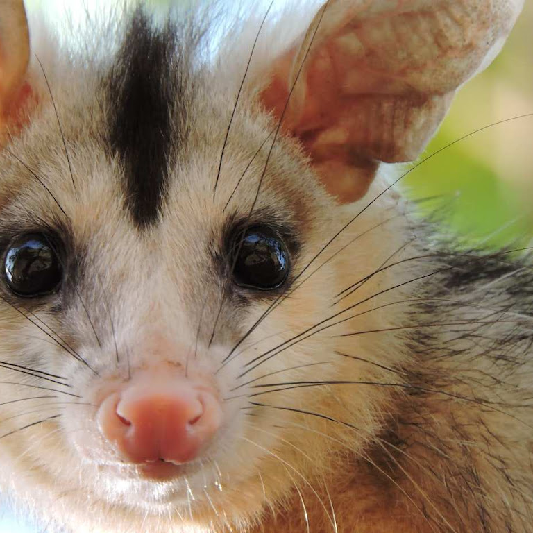 Are Opossums Endangered? (+ 7 Neat Facts About Opossums)
